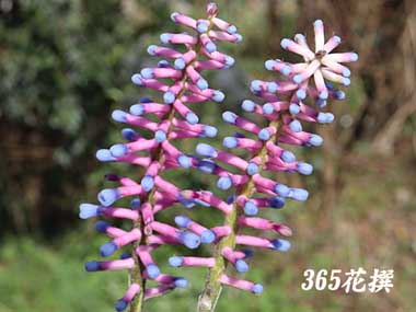 �G�N���A�E�K���Z�p��