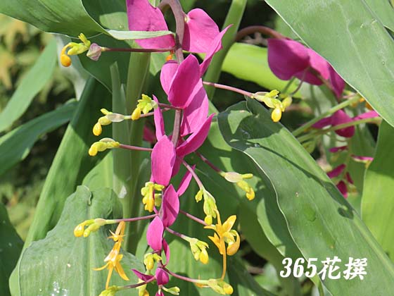 グロッバの花