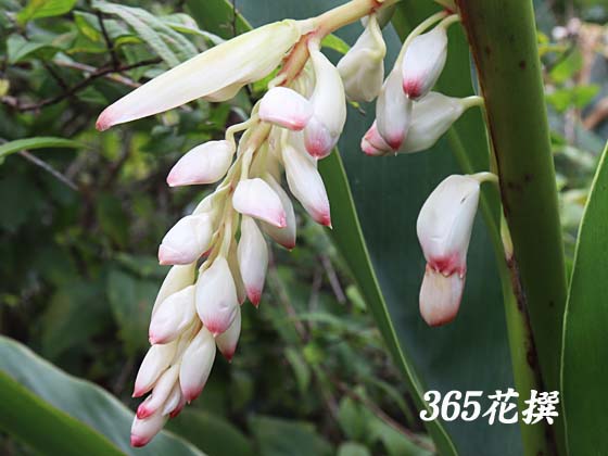 QbgẺ