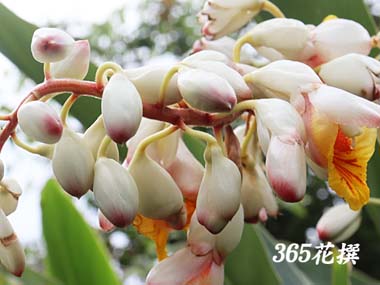 QbgẺ