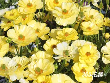 ���i���L�����X�E���b�N�X�̉�