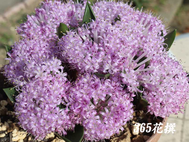 �|���L�Z�i