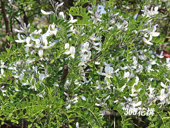 �A�I�o�i�G���W���̉�