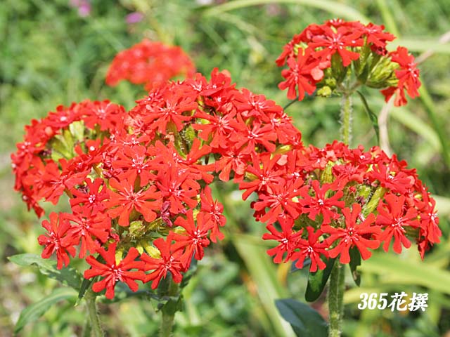 �A�����J�Z���m�E�̉�