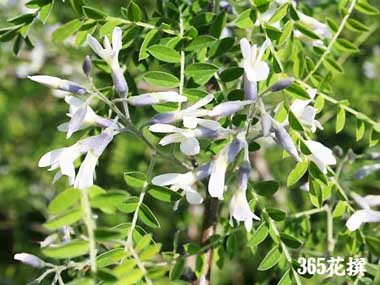 �A�I�o�i�G���W���̉�