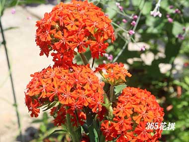 �A�����J�Z���m�E�̉�