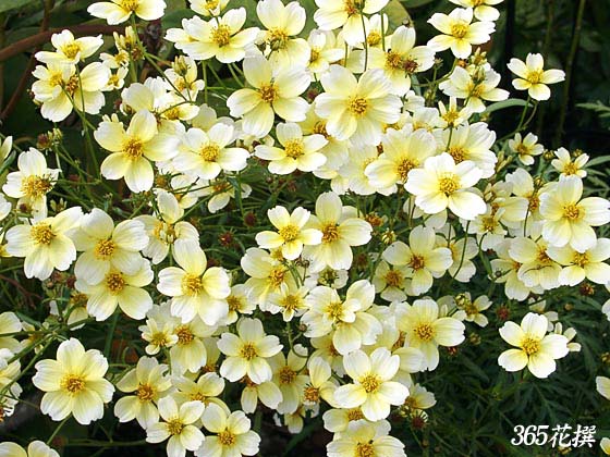 ウインターコスモスの花