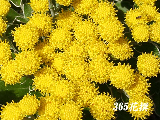 �C�\�M�N�̉�