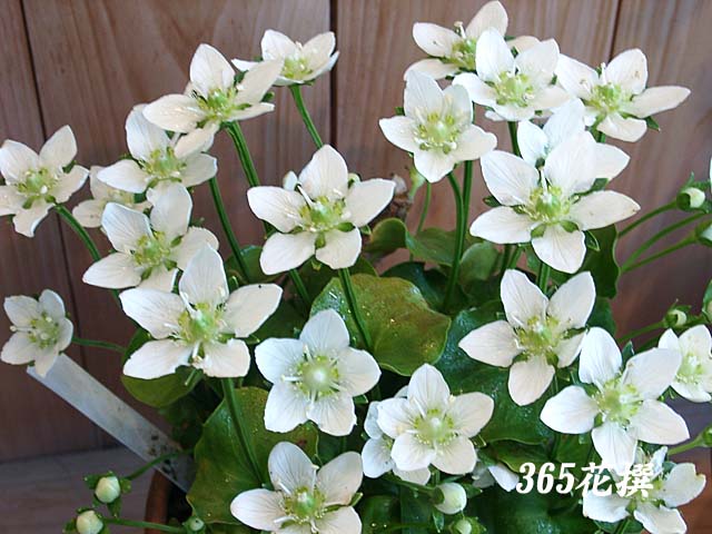 �E���o�`�\�E�̉�