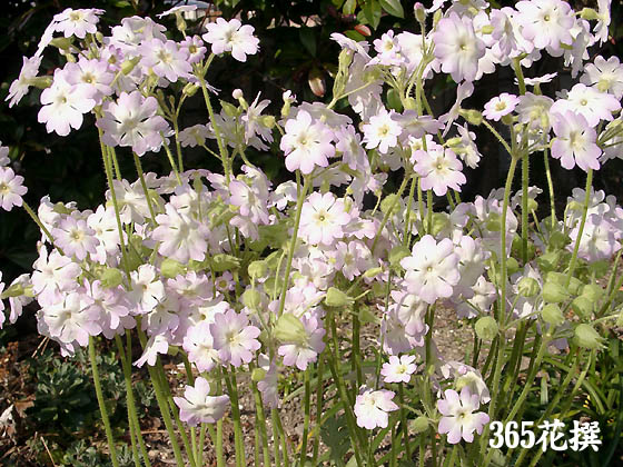 ウンナンサクラソウの花