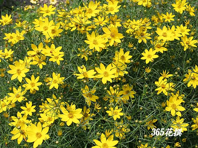 イトバハルシャギクの花