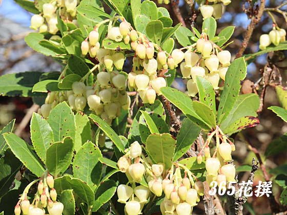 �q���C�`�S�m�L�̉�