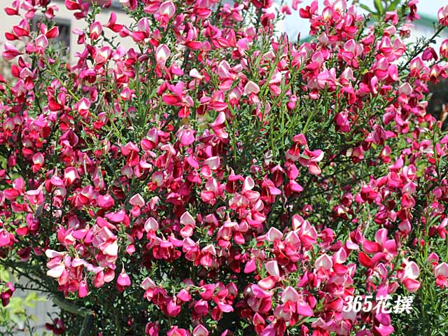 エニシダ 育て方 花の写真 ３６５花撰 栽培実践集