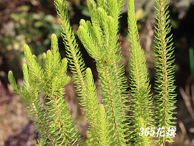 �G���J�E�Z�V���t���[���̉�