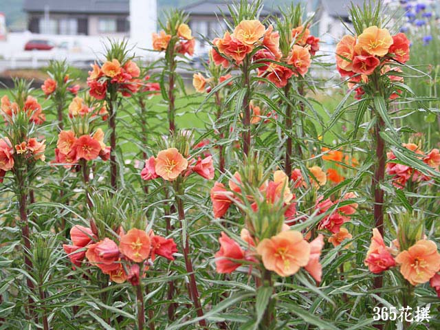エノテラ バーシカラー 育て方 花の写真 ３６５花撰 栽培実践集