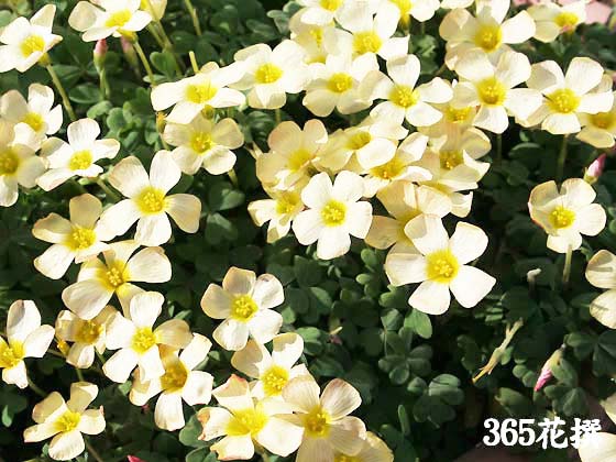 オキザリス‘スプリングチャーム’の花