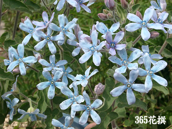 オキシペタラムの花