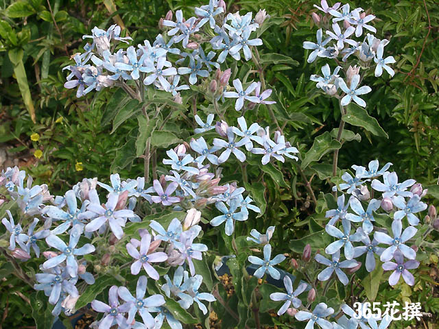 オキシペタラムの花