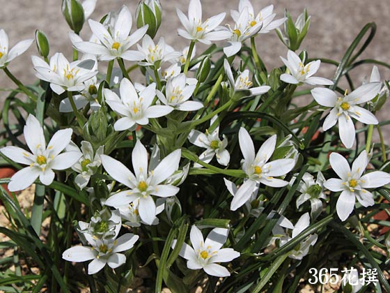 オーニソガラム・ウンベラタムの花