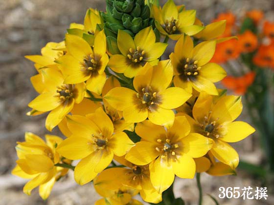 オーニソガラム・ダビウムの花