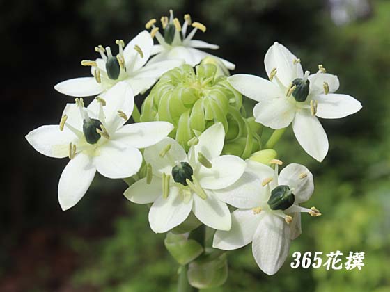 オーニソガラム・サンデルシーの花