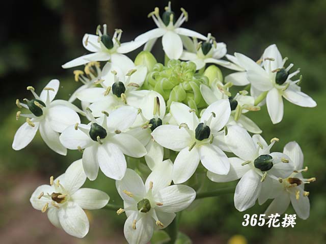 オーニソガラム・サンデルシーの花