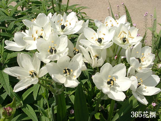 オーニソガラム・アラビカムの花