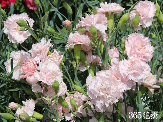 カーネーション 育て方 花の写真 ３６５花撰 栽培実践集
