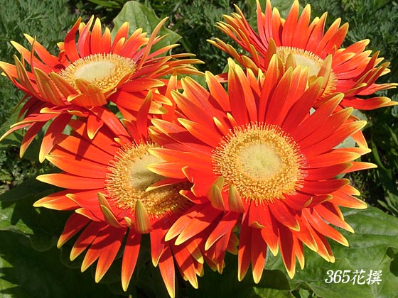 ガーベラの花の写真