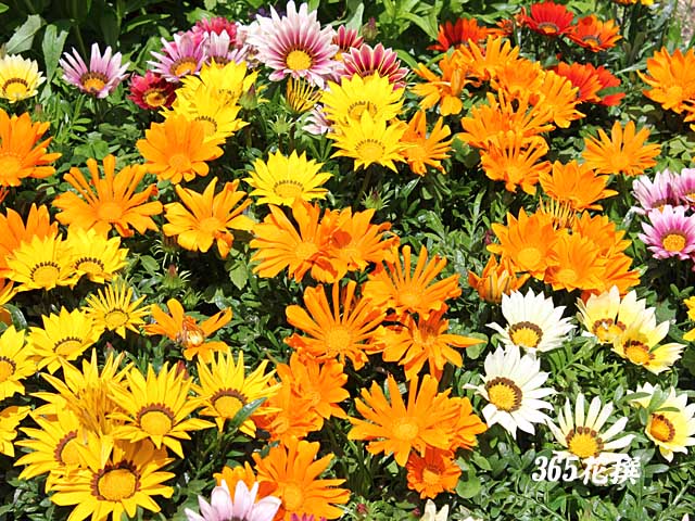 ガザニア 育て方 花の写真 ３６５花撰 栽培実践集