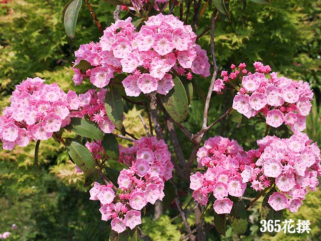 カルミア 育て方 花の写真 ３６５花撰 栽培実践集