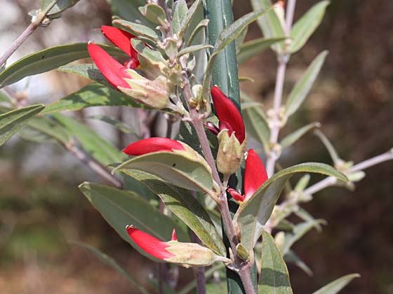 �K�X�g�����r�E���̉�