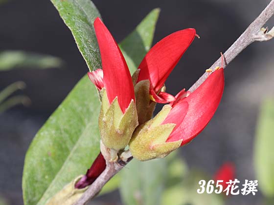 �K�X�g�����r�E���̉�