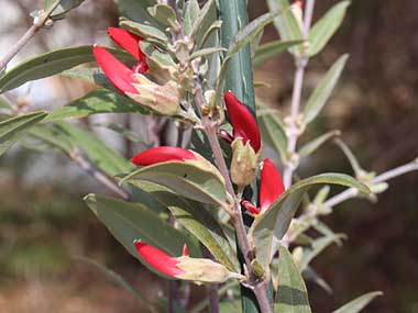 �K�X�g�����r�E��