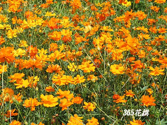 キバナコスモス 育て方 花の写真 ３６５花撰 栽培実践集