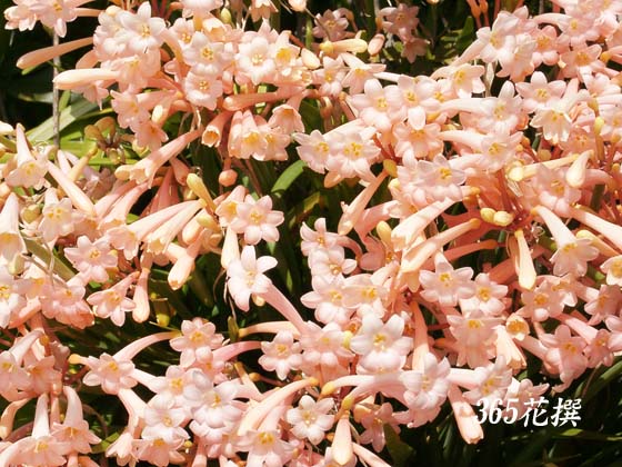 キルタンサスの花