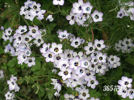 ギリア・トリコロールの花