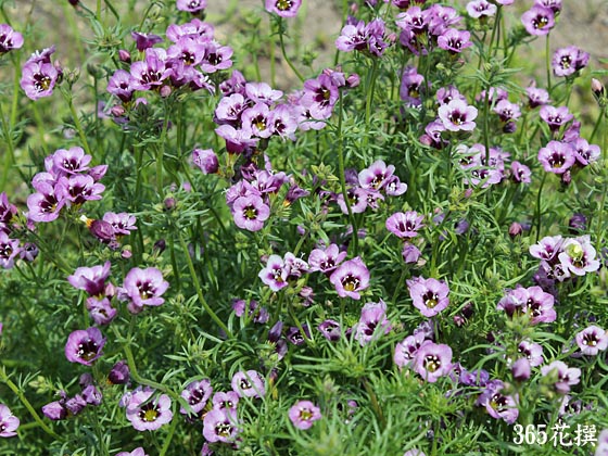 �M���A�E�g���R���[���̉�