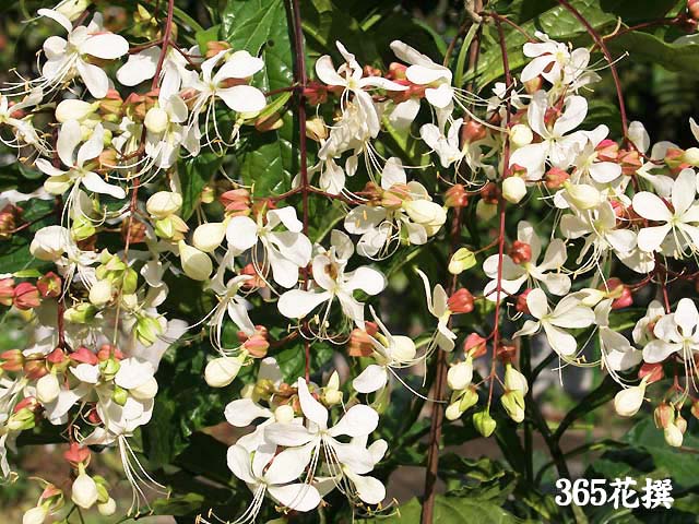 選択した画像 リンドウ 鉢植え 室内 誕生 日 ライン 友達