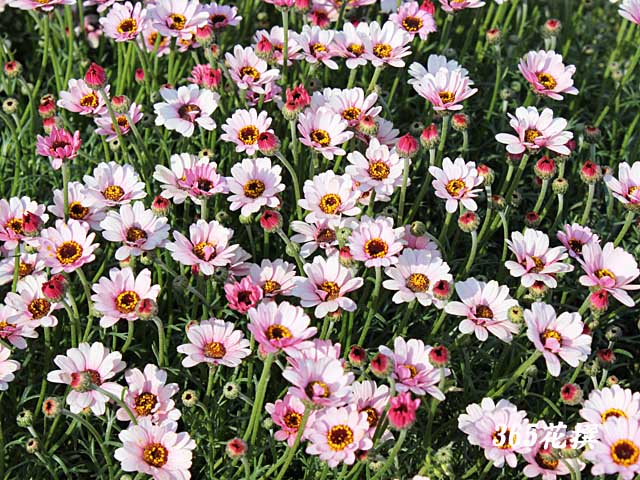 クリサンセマム・マウイの花