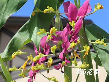 �O���b�o�̉�