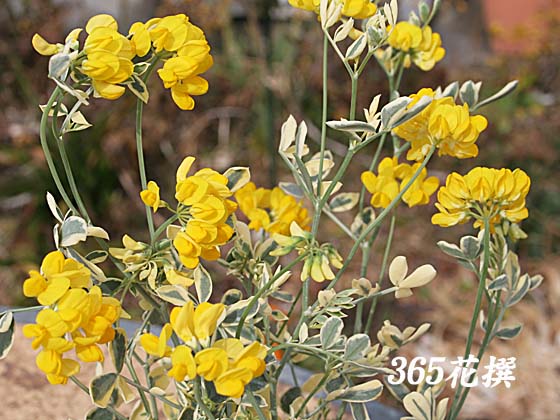 �R���j���̉�