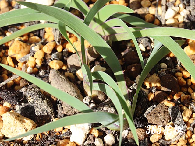 �P�C�r�A�����̉�