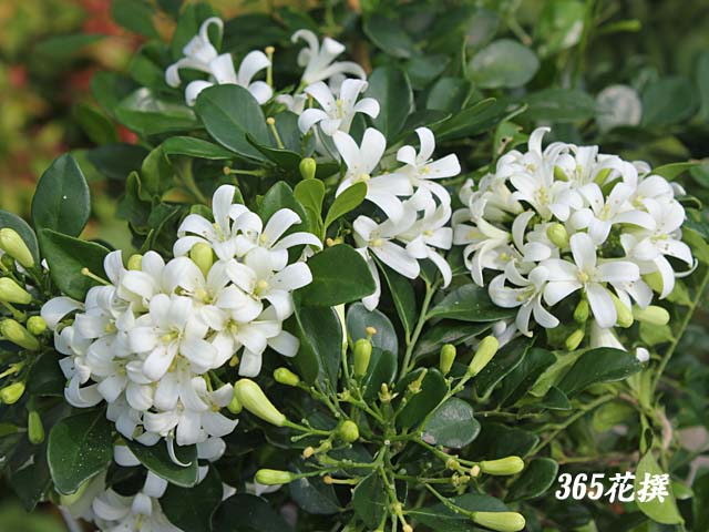 美しい花の画像 50 シルク ジャスミン 花