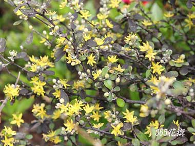 �R���L�A�̉�