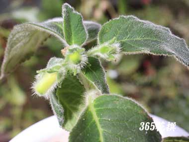 �R�[�����A�̉�