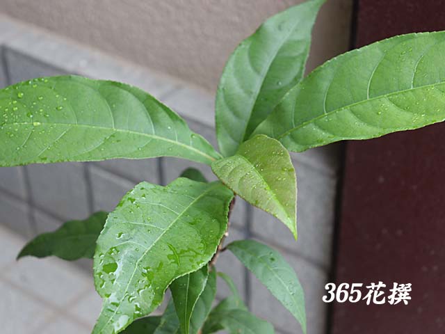 �T�K���o�i�̉�