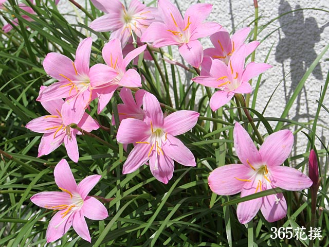 サフランモドキの花