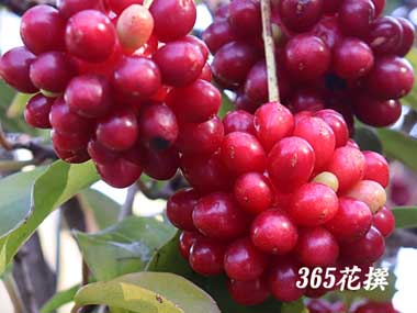 �T�l�J�Y��