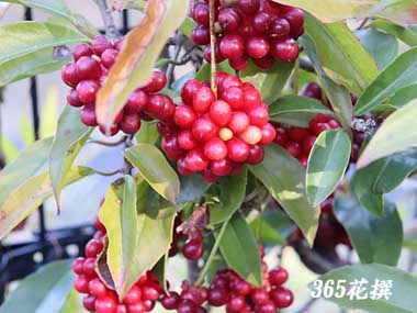 �T�l�J�Y���̉�